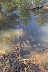 Ambystoma annulatum