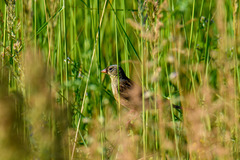 Emberiza hortulana