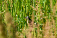 Emberiza hortulana