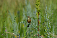 Emberiza hortulana