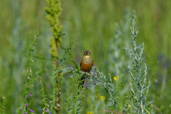 Emberiza hortulana