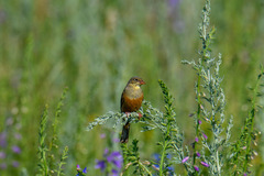 Emberiza hortulana