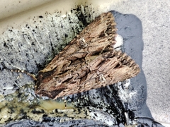 Mniotype occidentalis