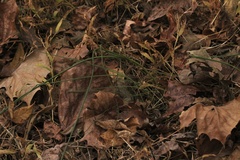 Allium vineale