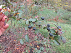 Cotoneaster nitens