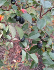 Cotoneaster nitens