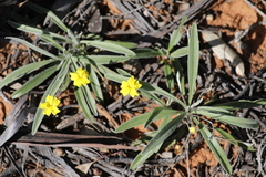 Goodenia willisiana