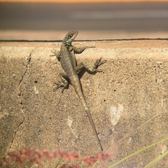 Tropidurus