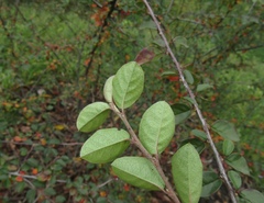 Cotoneaster nitens