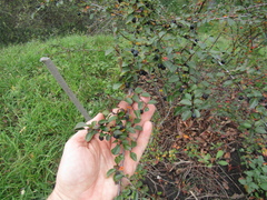 Cotoneaster nitens