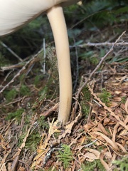 Amanita pachycolea