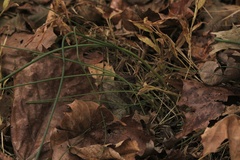 Allium vineale