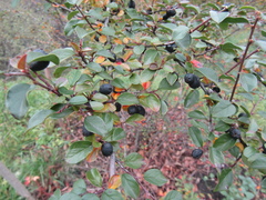 Cotoneaster nitens