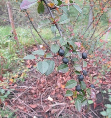 Cotoneaster nitens