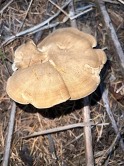 Jahnoporus hirtus