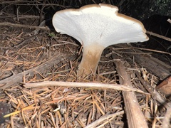 Jahnoporus hirtus