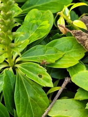 Lycosoidea