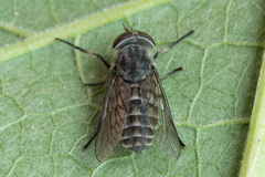 Tabanini