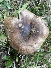 Russula fragrantissima