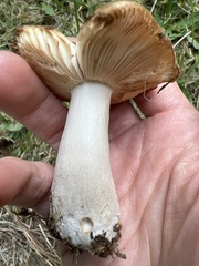 Russula fragrantissima