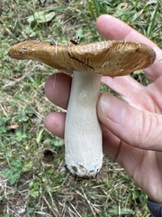 Russula fragrantissima