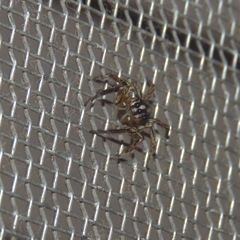 Plexippus paykulli