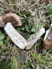 Russula fragrantissima