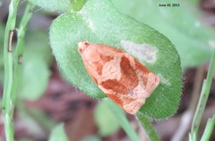 Archips nigricaudana