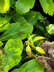 Lycosoidea
