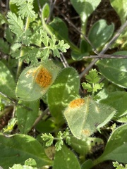 Puccinia oxalidis