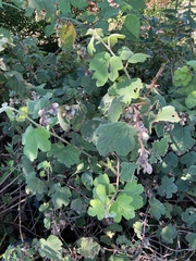 Rubus formosensis