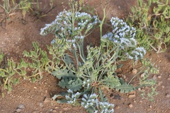 Limonium lobatum