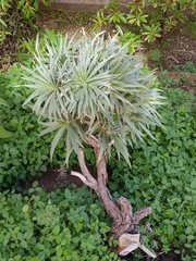 Echium virescens