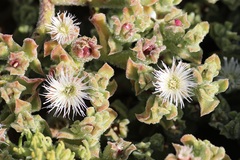 Mesembryanthemum crystallinum