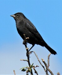 Molothrus rufoaxillaris