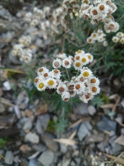 Anaphalis morrisonicola