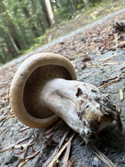 Lactarius rubrilacteus