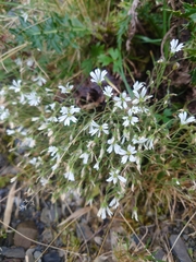 Cerastium morrisonense