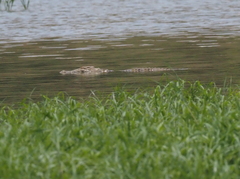 Crocodylus niloticus