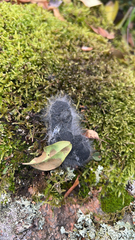 Phycomyces
