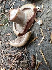 Lactarius rubrilacteus