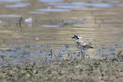Charadrius pecuarius