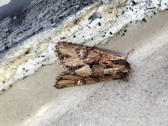 Mniotype occidentalis