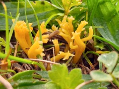 Clavulinopsis corniculata