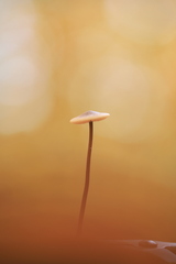 Mycetinis scorodonius