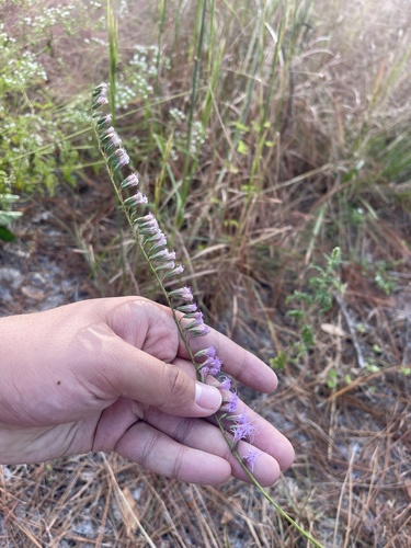 fewflower gayfeather (Liatris pauciflora)