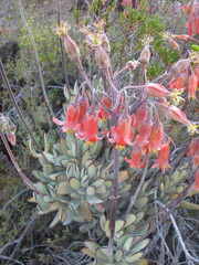 Cotyledon orbiculata