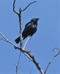 Molothrus rufoaxillaris