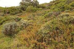 Chasmanthe aethiopica