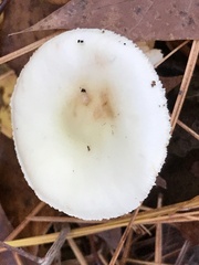 Amanita multisquamosa